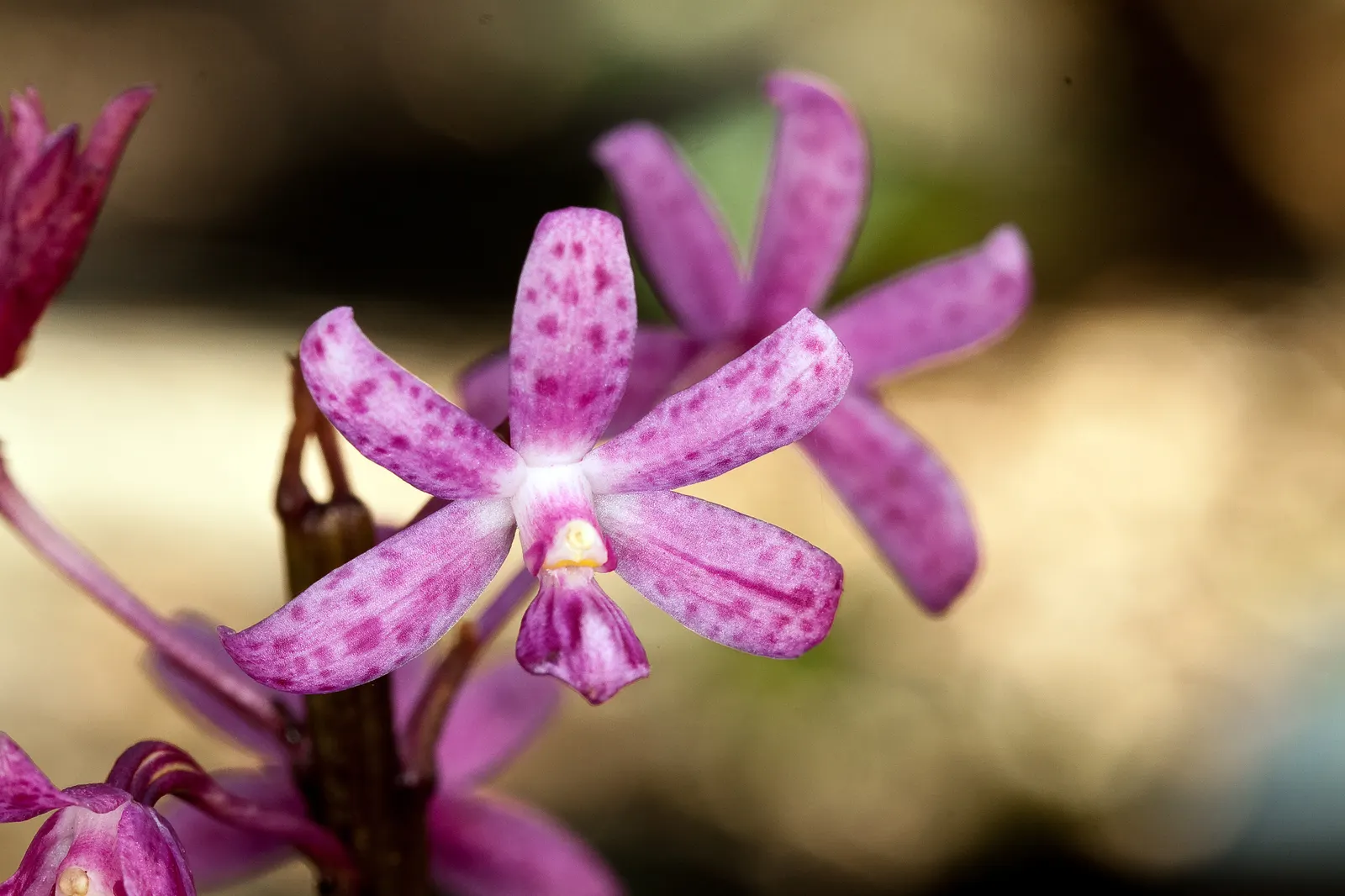 Chinese Ground Orchid (Bletilla Striata) — particularly during winter dormancy.<br><br>For the landscape design