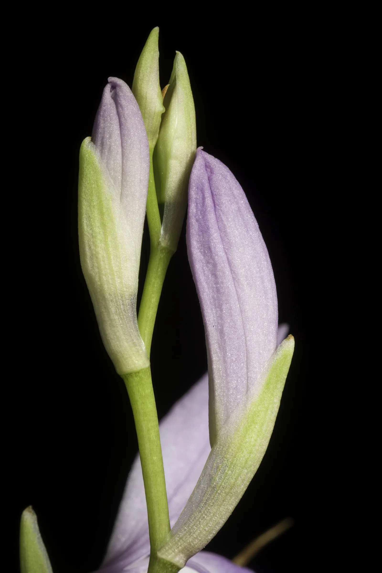 Chinese Ground Orchid (Bletilla Striata) — particularly during winter dormancy.<br><br>For the landscape design; is a hardy terrestrial orchid, image 74