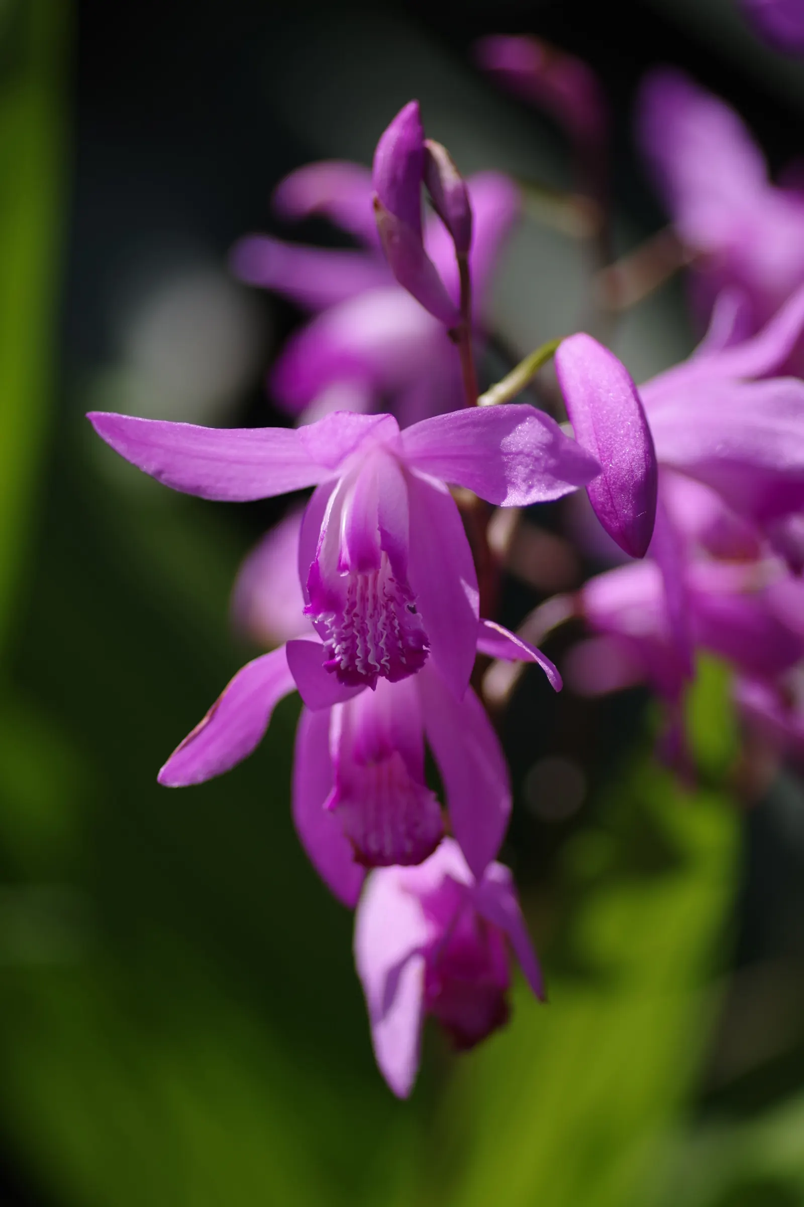 Chinese Ground Orchid (Bletilla Striata) — Plant in groups for a charming, naturalized effect; bulb with pink blooms