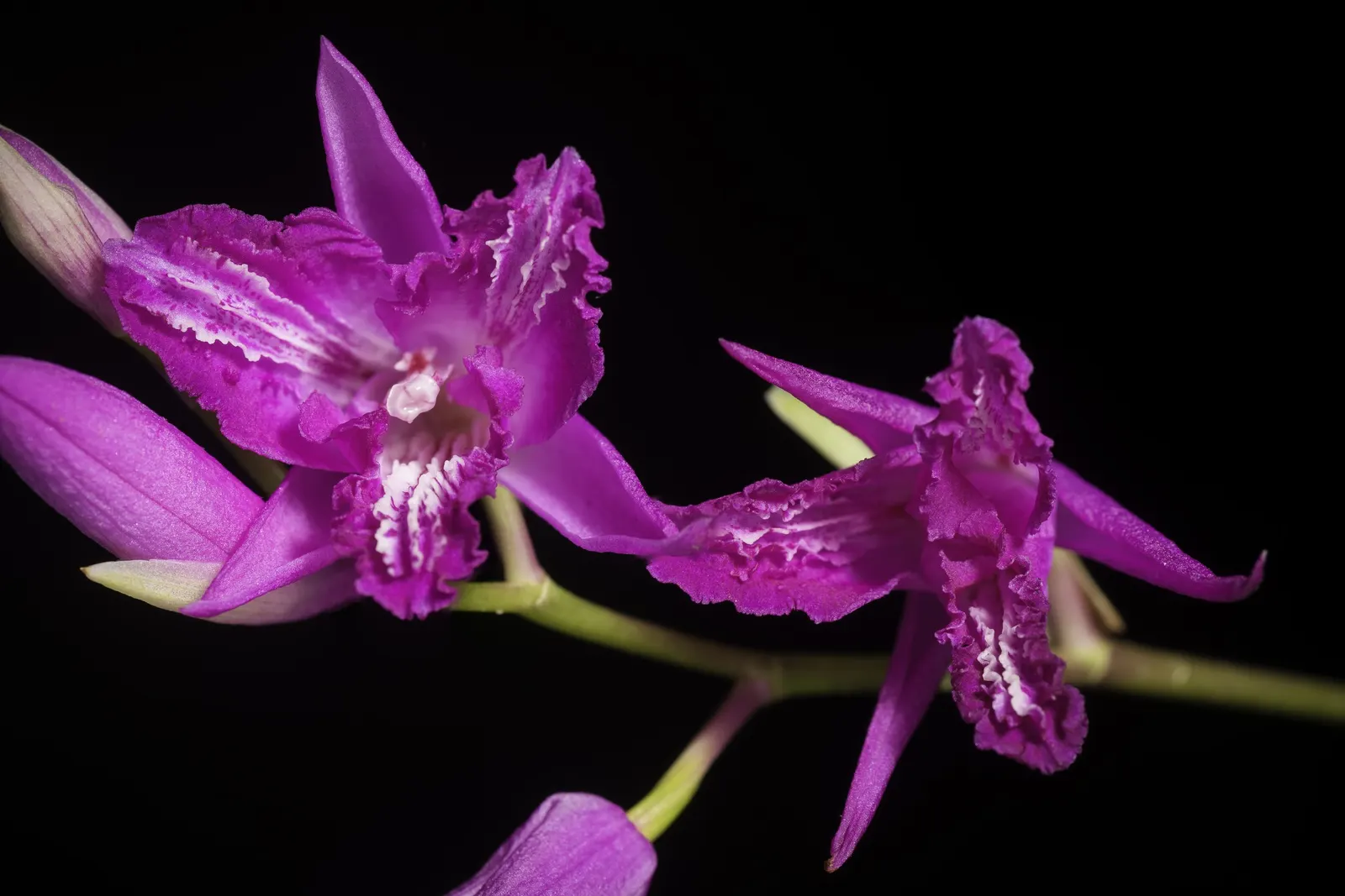 Chinese Ground Orchid (Bletilla Striata) — A well-drained soil rich in organic matter offers an optimal growth environment