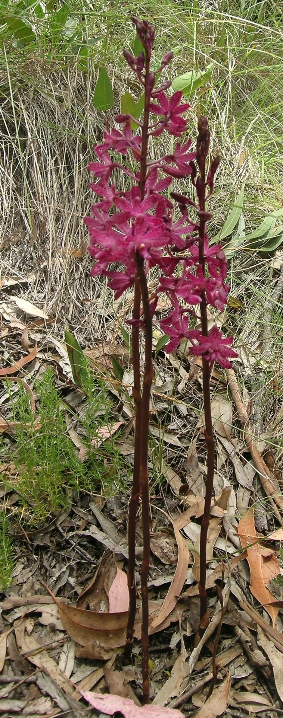 Chinese Ground Orchid (Bletilla Striata) — bulb with pink blooms