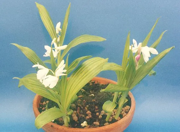 Chinese Ground Orchid (Bletilla Striata) — Each flower spike can boast up to 12 blossoms