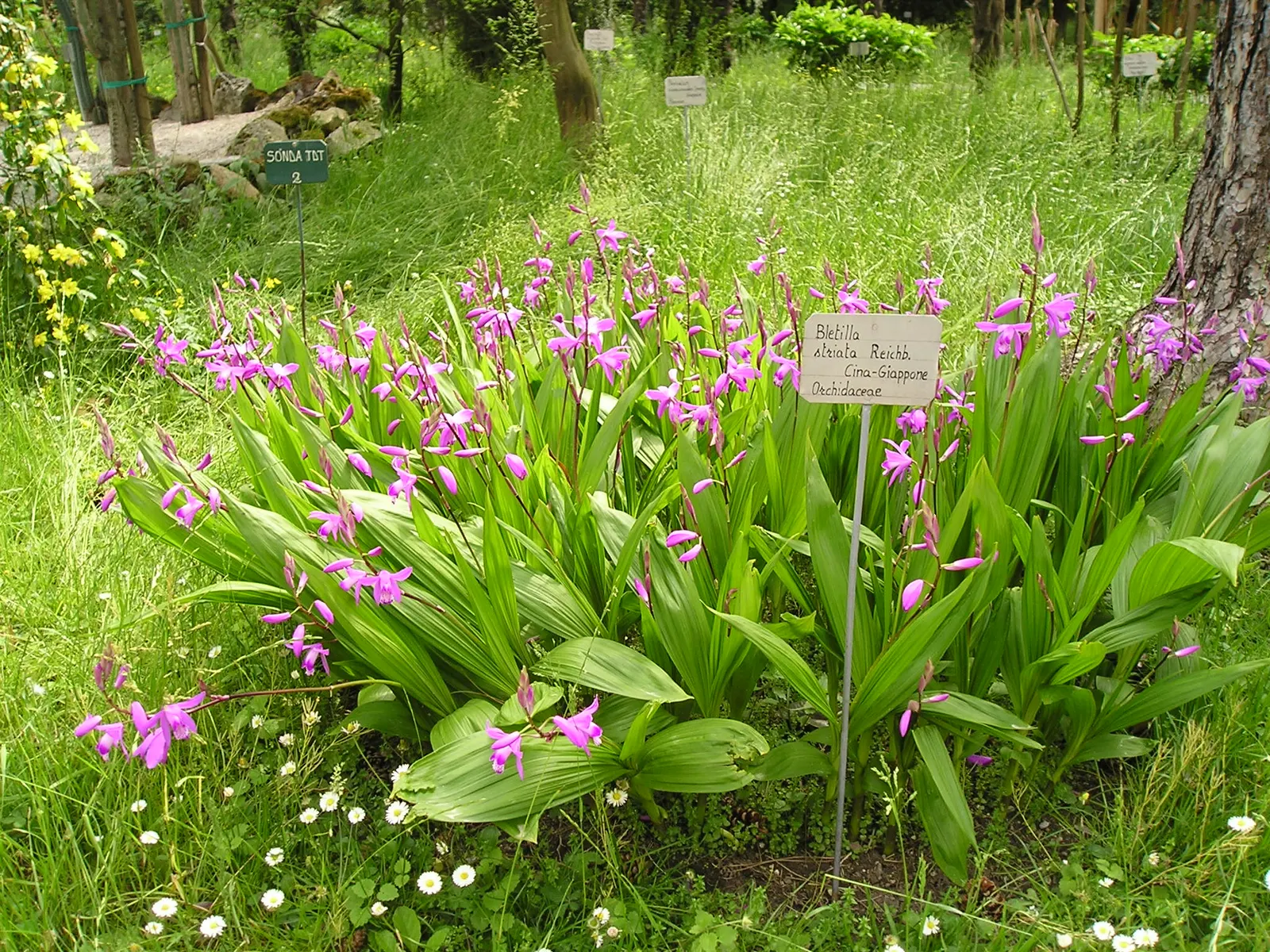 Chinese Ground Orchid (Bletilla Striata) — A well-drained soil rich in organic matter offers an optimal growth environment; plant in groups for a charming