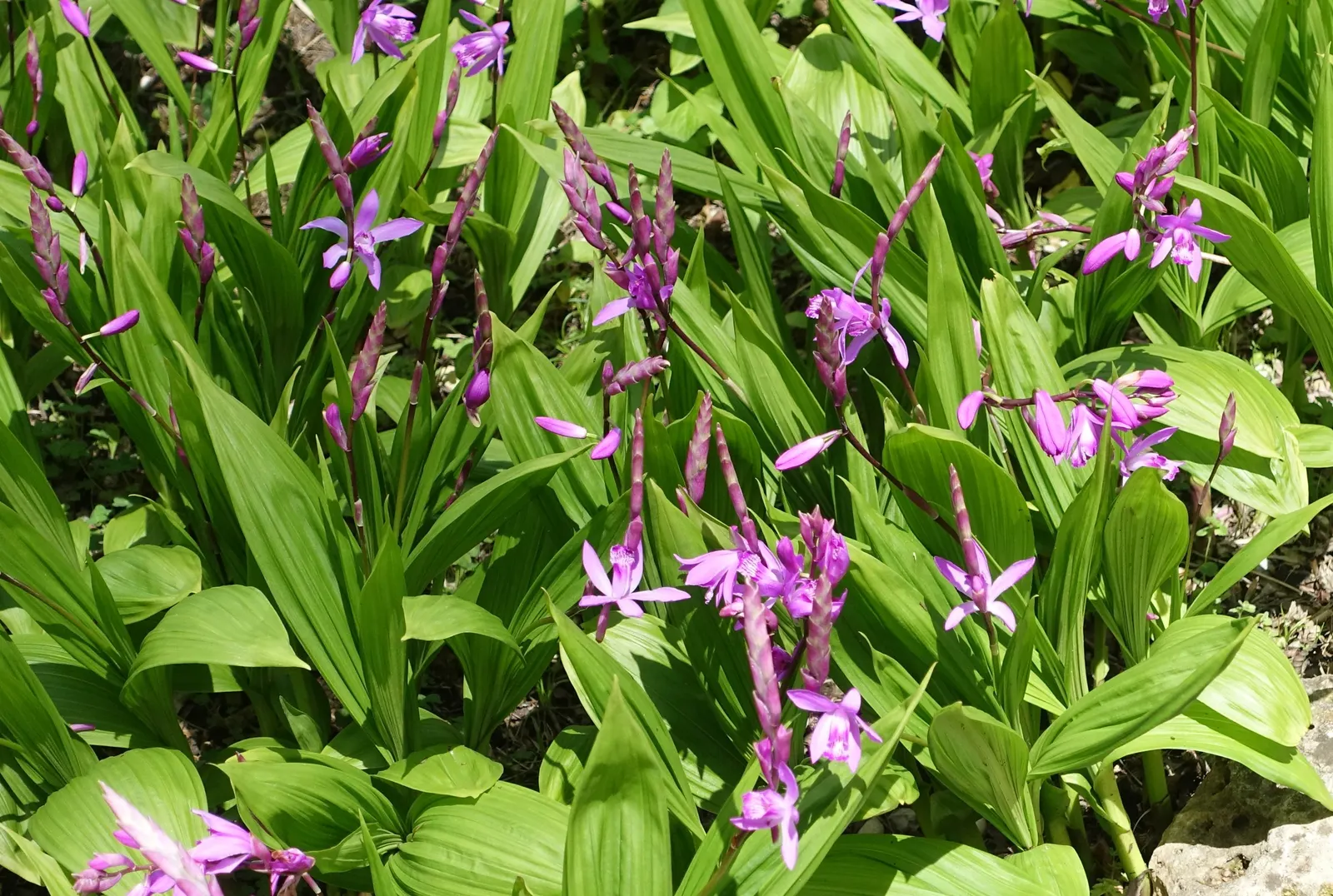 Chinese Ground Orchid (Bletilla Striata) — blade-like leaves in the spring; particularly during winter dormancy.<br><br>For the landscape design