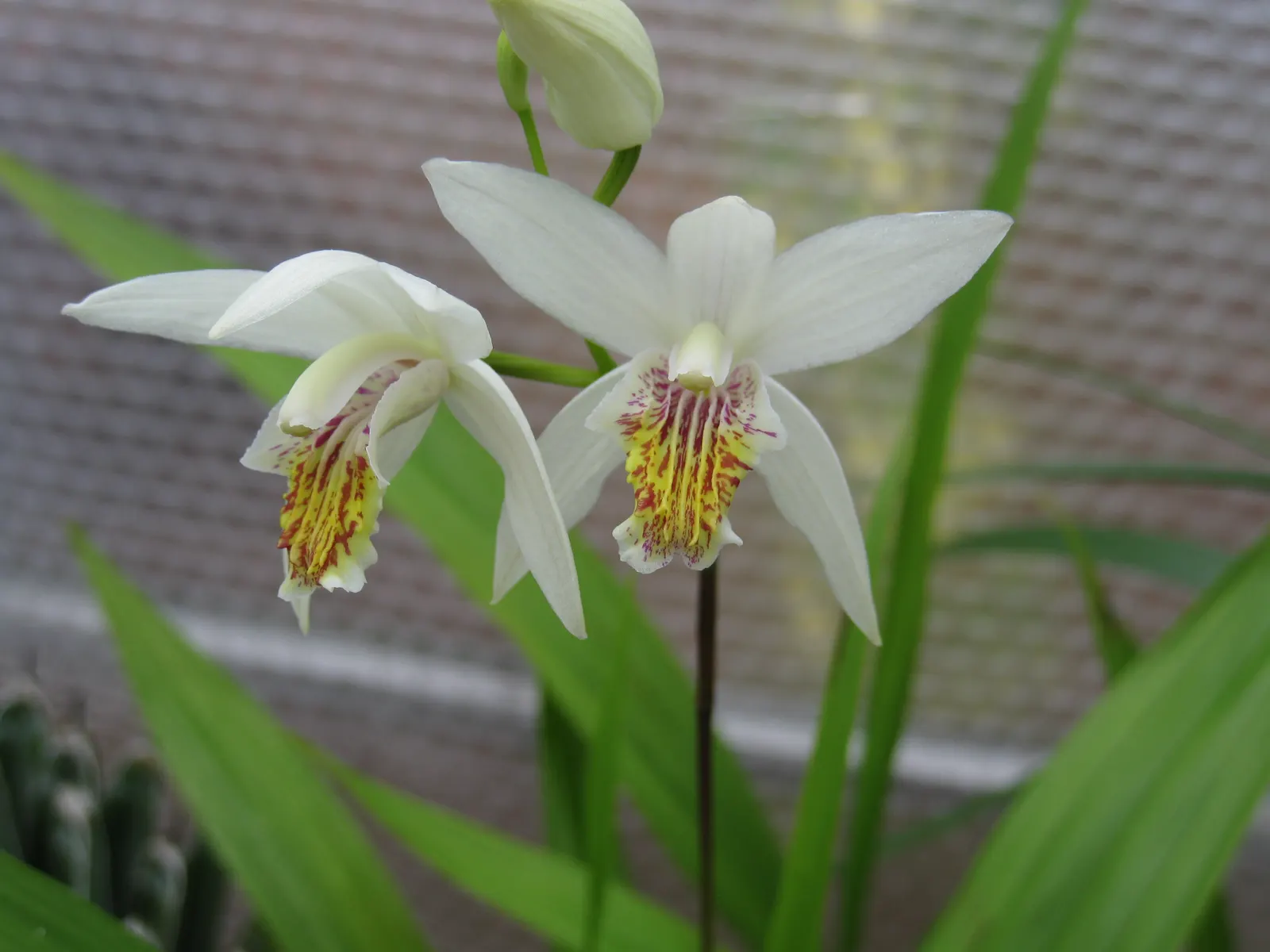 Chinese Ground Orchid (Bletilla Striata) — The Chinese Ground Orchid's resilient nature is coupled with low maintenance