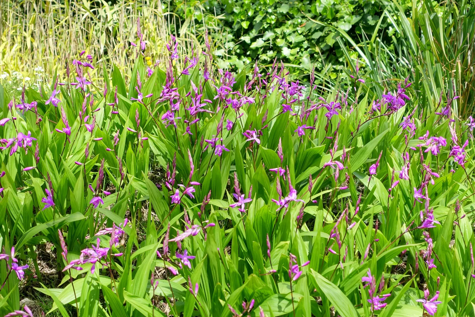 Chinese Ground Orchid (Bletilla Striata) — requiring minimal care beyond the occasional watering and light fertilization during the growing season