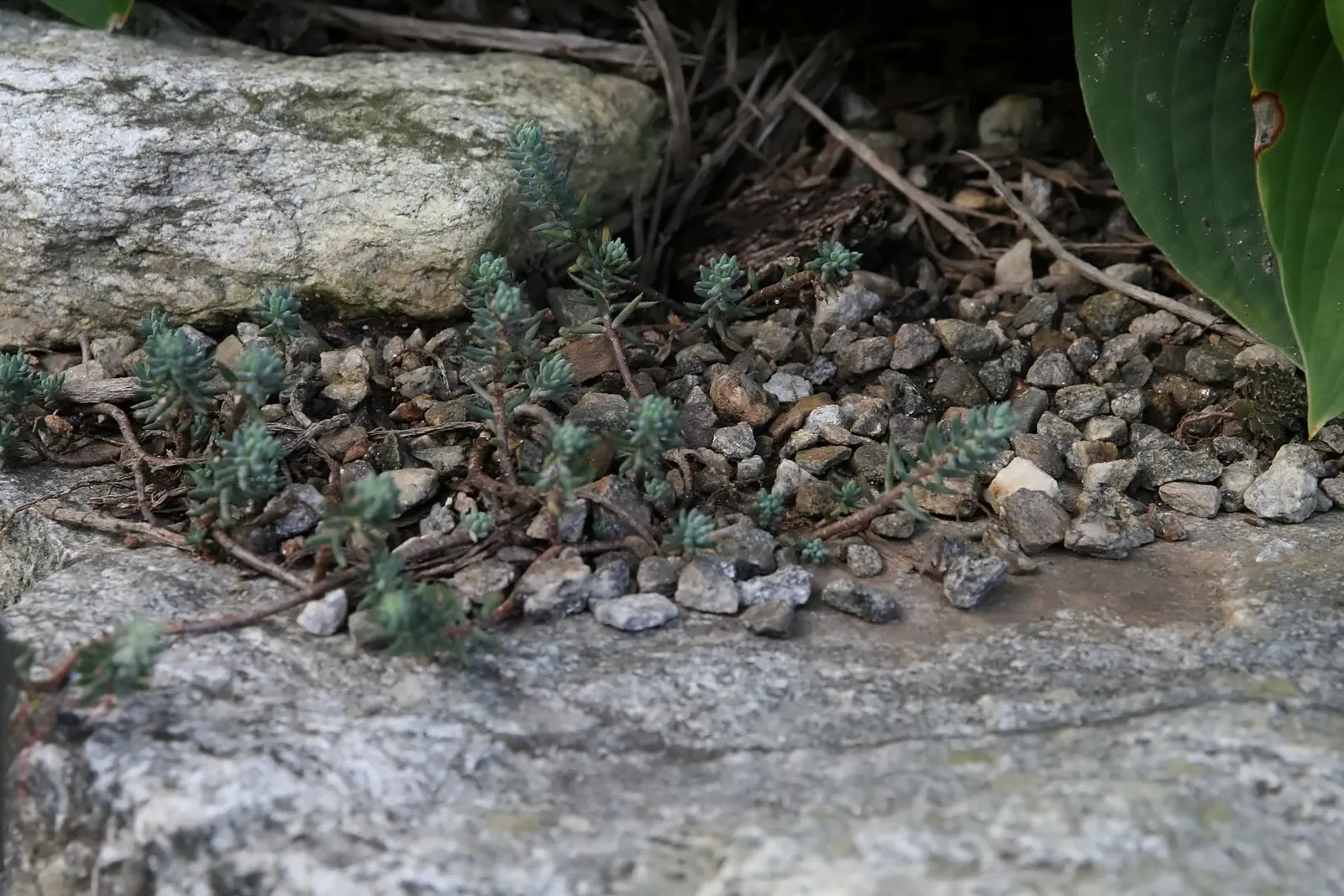 Blue Spruce Stonecrop (Sedum Reflexum 'Blue Spruce') — This drought-tolerant succulent thrives in full sun, producing yellow flowers in early summer