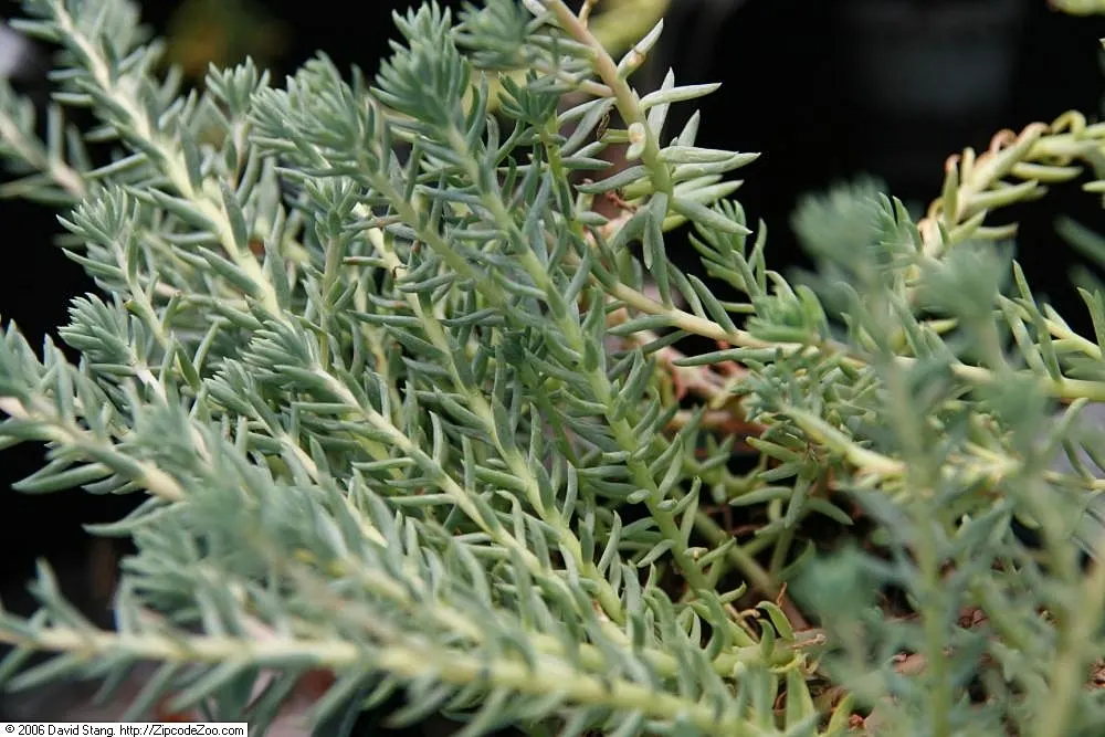 Blue Spruce Stonecrop (Sedum Reflexum 'Blue Spruce') — Ideal for rock gardens, borders, or as a drought-resistant ground layer