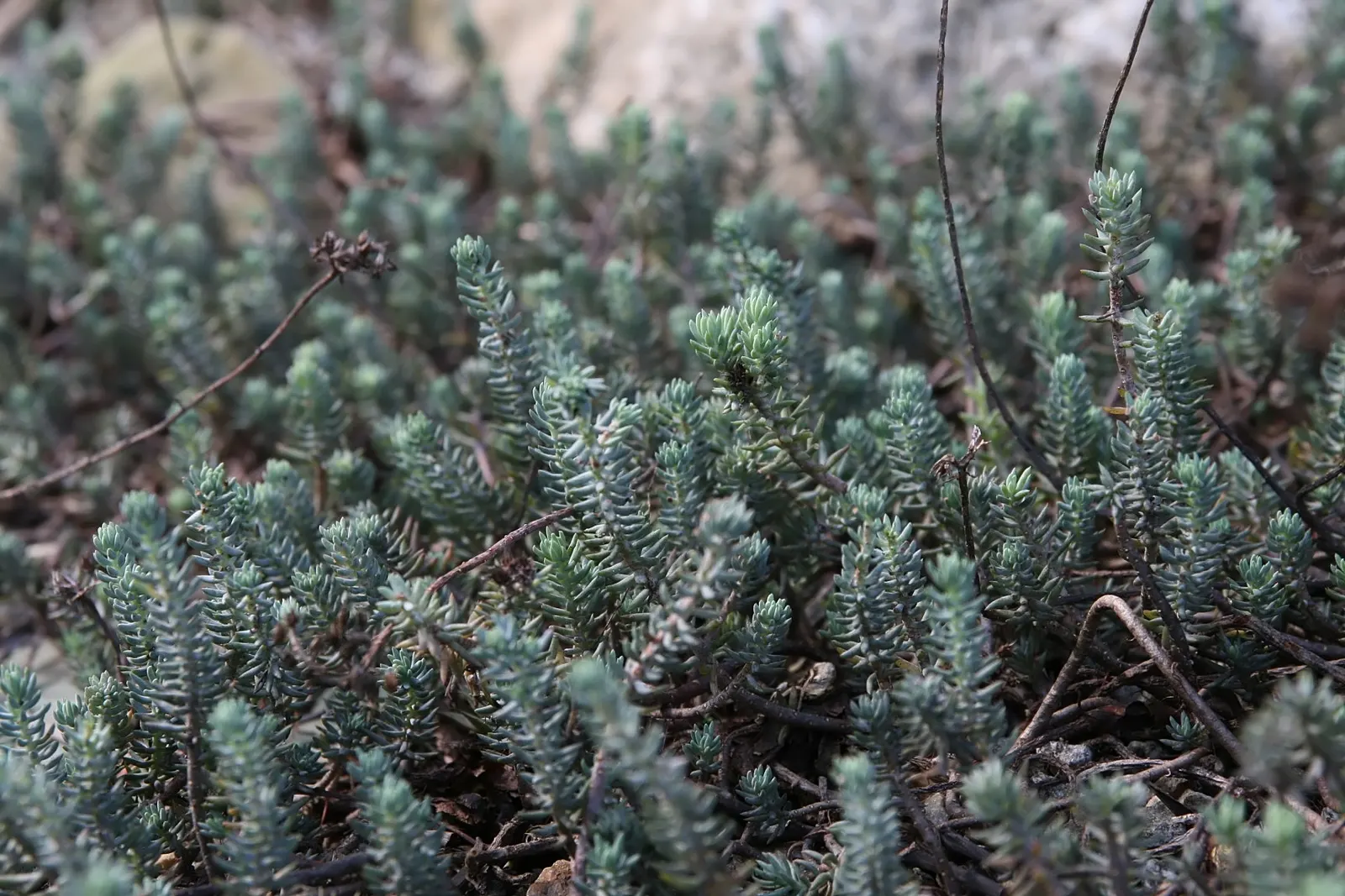 Blue Spruce Stonecrop (Sedum Reflexum 'Blue Spruce') — The Sedum reflexum 'Blue Spruce' is an evergreen perennial with a striking resemblance to the coniferous