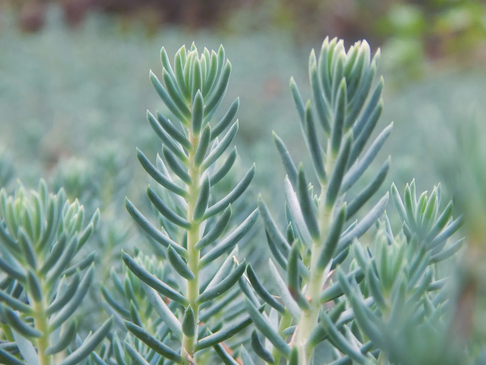Blue Spruce Stonecrop (Sedum Reflexum 'Blue Spruce') — Its needle-like leaves display vibrant blue-green hues