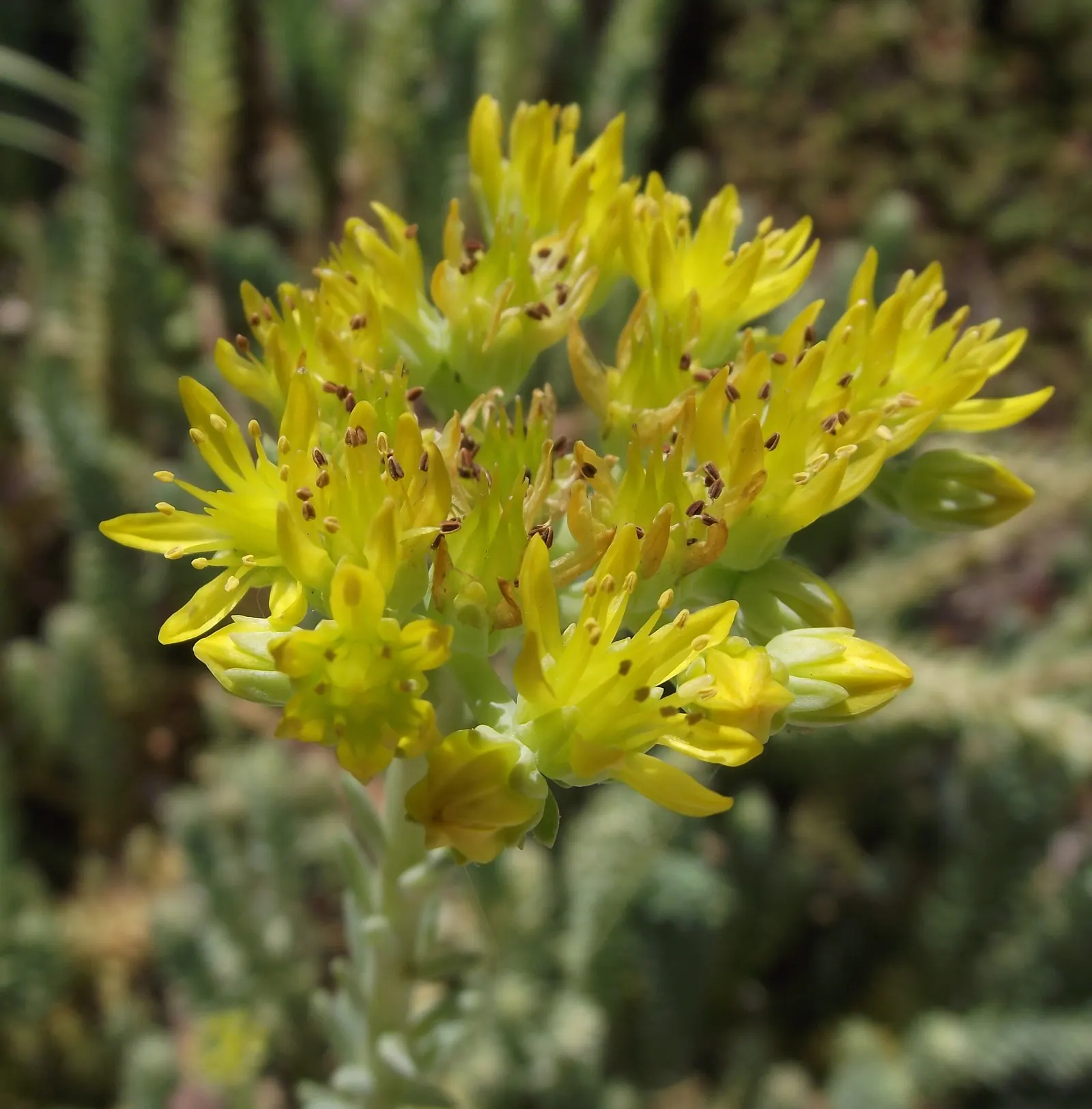 Blue Spruce Stonecrop (Sedum Reflexum 'Blue Spruce') — scientifically named Sedum reflexum 'Blue Spruce'