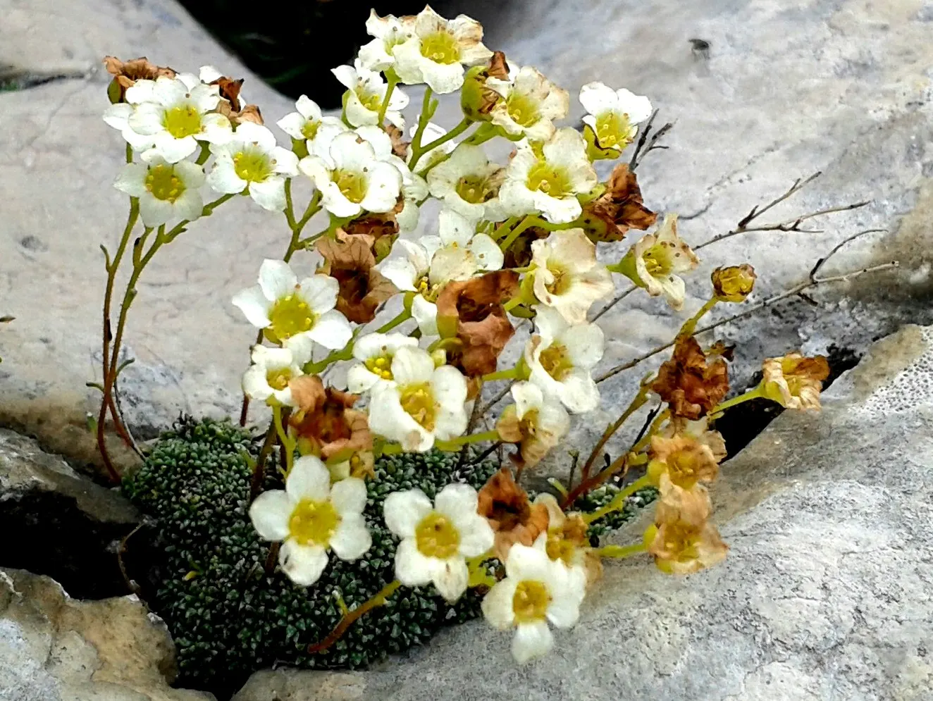 Rockfoil (Saxifraga X Arendsii) — With a preference for well-drained; it prefers cooler conditions and should be protected from the hot afternoon, image 171