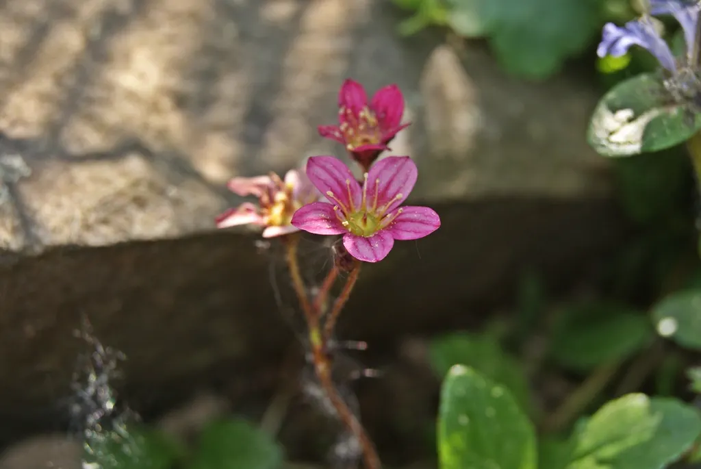 Rockfoil (Saxifraga X Arendsii) — this hardy plant thrives in USDA zones 4 through 8 and is an excellent choice for rock gardens; it prefers cooler conditions