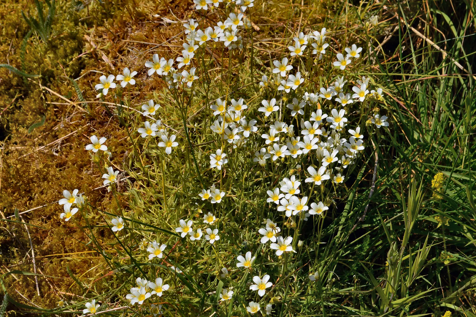 Rockfoil (Saxifraga X Arendsii) — With a preference for well-drained; it prefers cooler conditions and should be protected from the hot afternoon, image 45