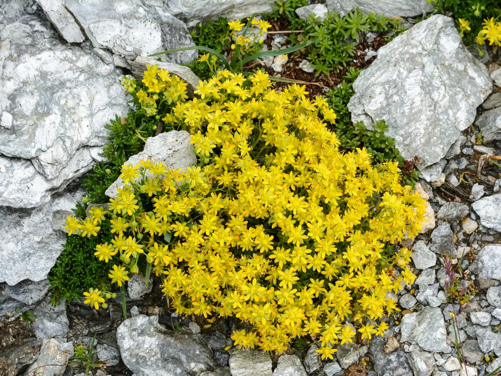 Rockfoil (Saxifraga X Arendsii) — and occasionally feature subtle spotting or streaks; moist soil and partial shade to full sun, image 121