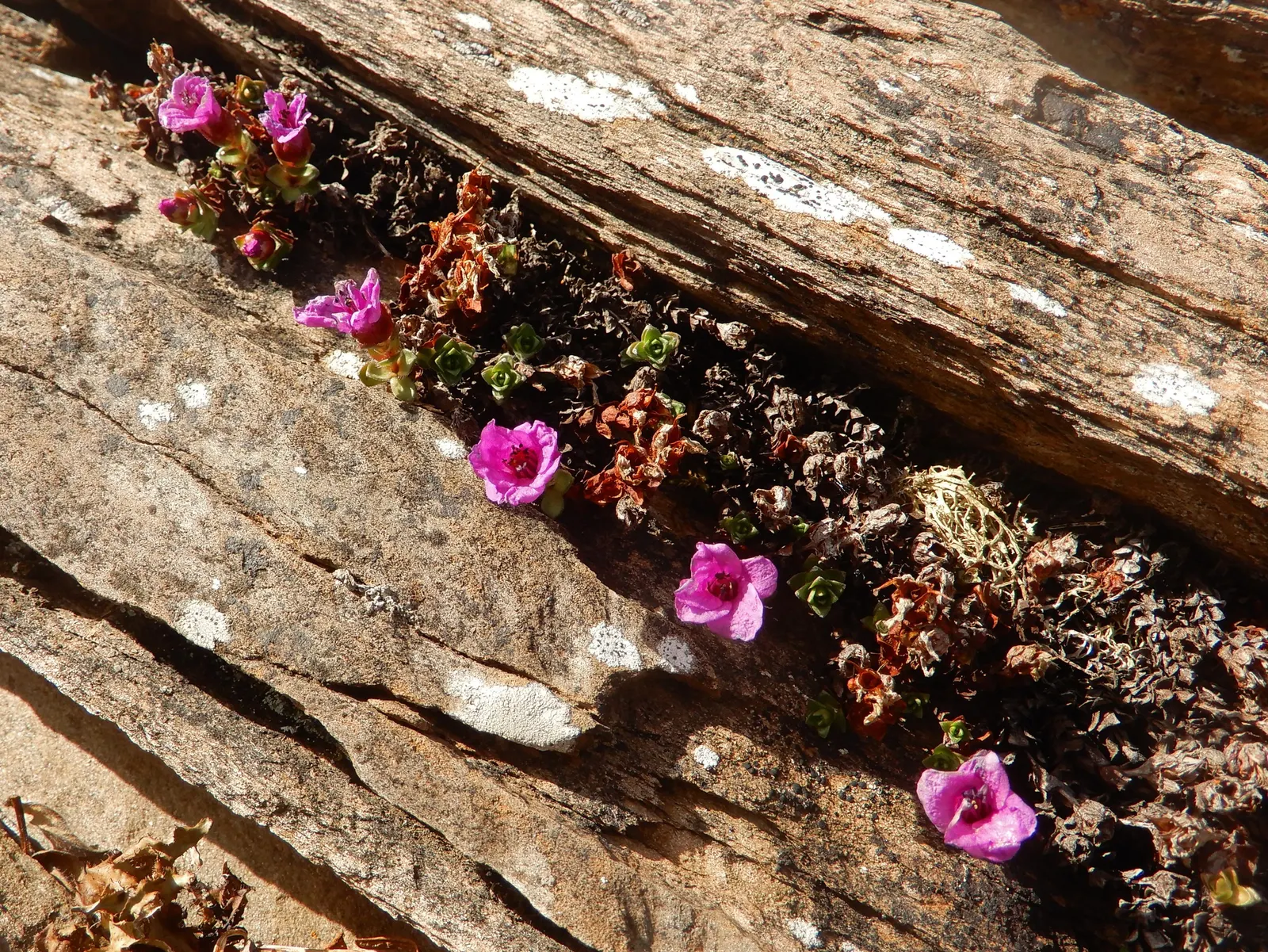 Rockfoil (Saxifraga X Arendsii) — star-shaped flowers in spring; the foliage of Saxifraga x arendsii is of particular interest