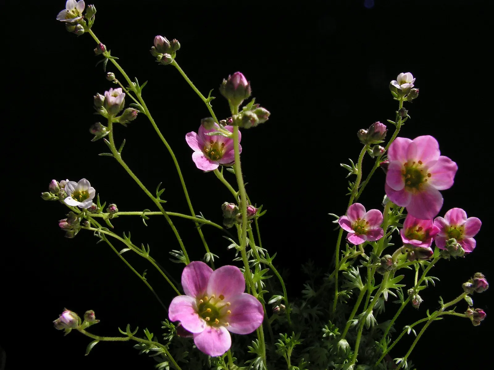 Rockfoil (Saxifraga X Arendsii) — and occasionally feature subtle spotting or streaks; moist soil and partial shade to full sun, image 58