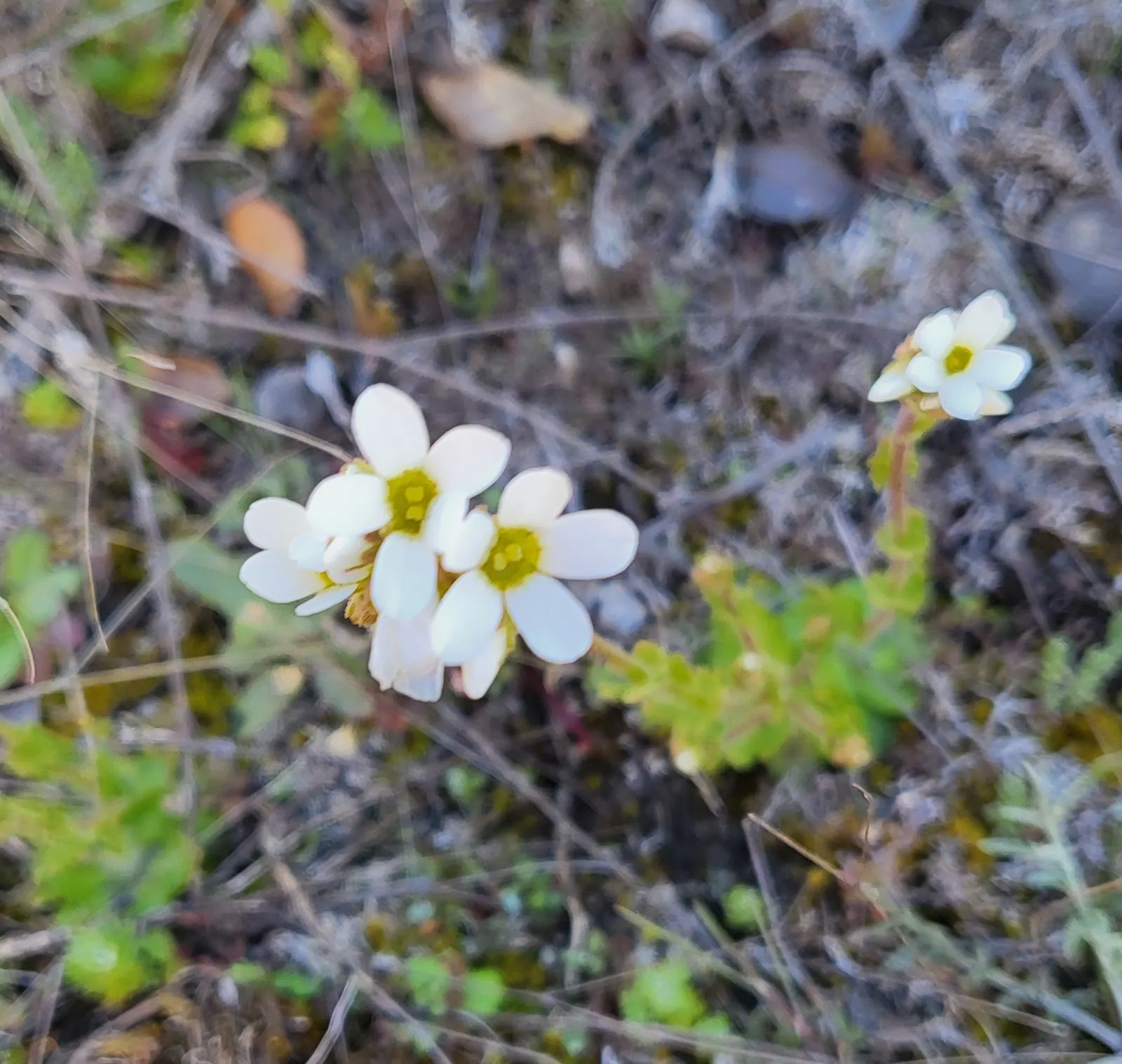 Rockfoil (Saxifraga X Arendsii) — Each plant produces delicate, five-petaled blooms that cluster on wiry stems well above the foliage