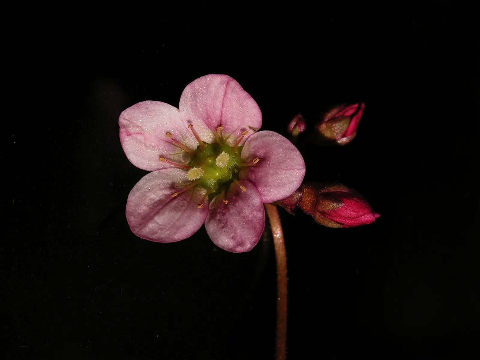 Rockfoil (Saxifraga X Arendsii) — Each plant produces delicate, five-petaled blooms that cluster on wiry stems well above the foliage; the foliage, image 161