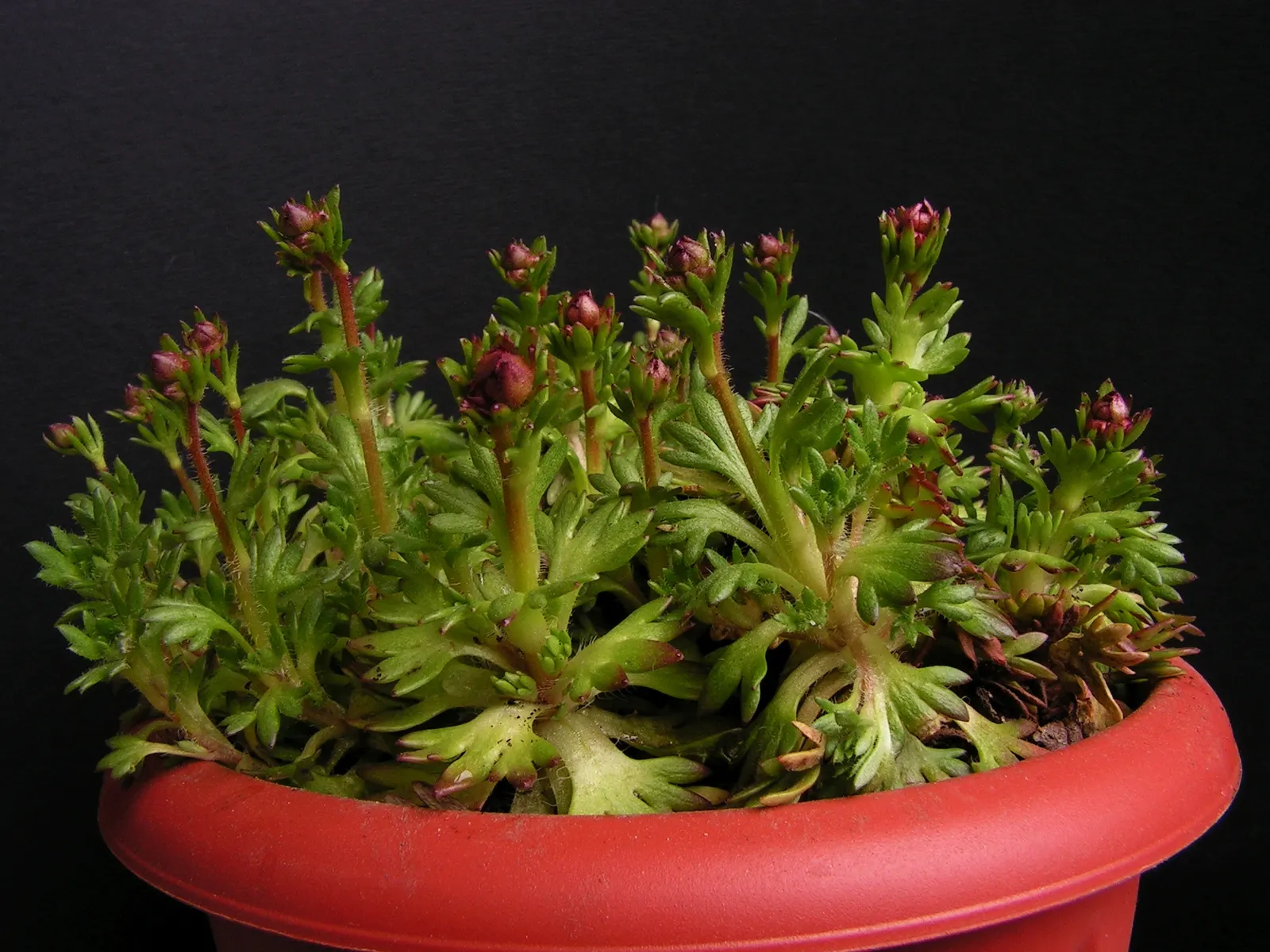 Rockfoil (Saxifraga X Arendsii) — making it a compact but impactful addition to the garden; moist soil and partial shade to full sun, image 94