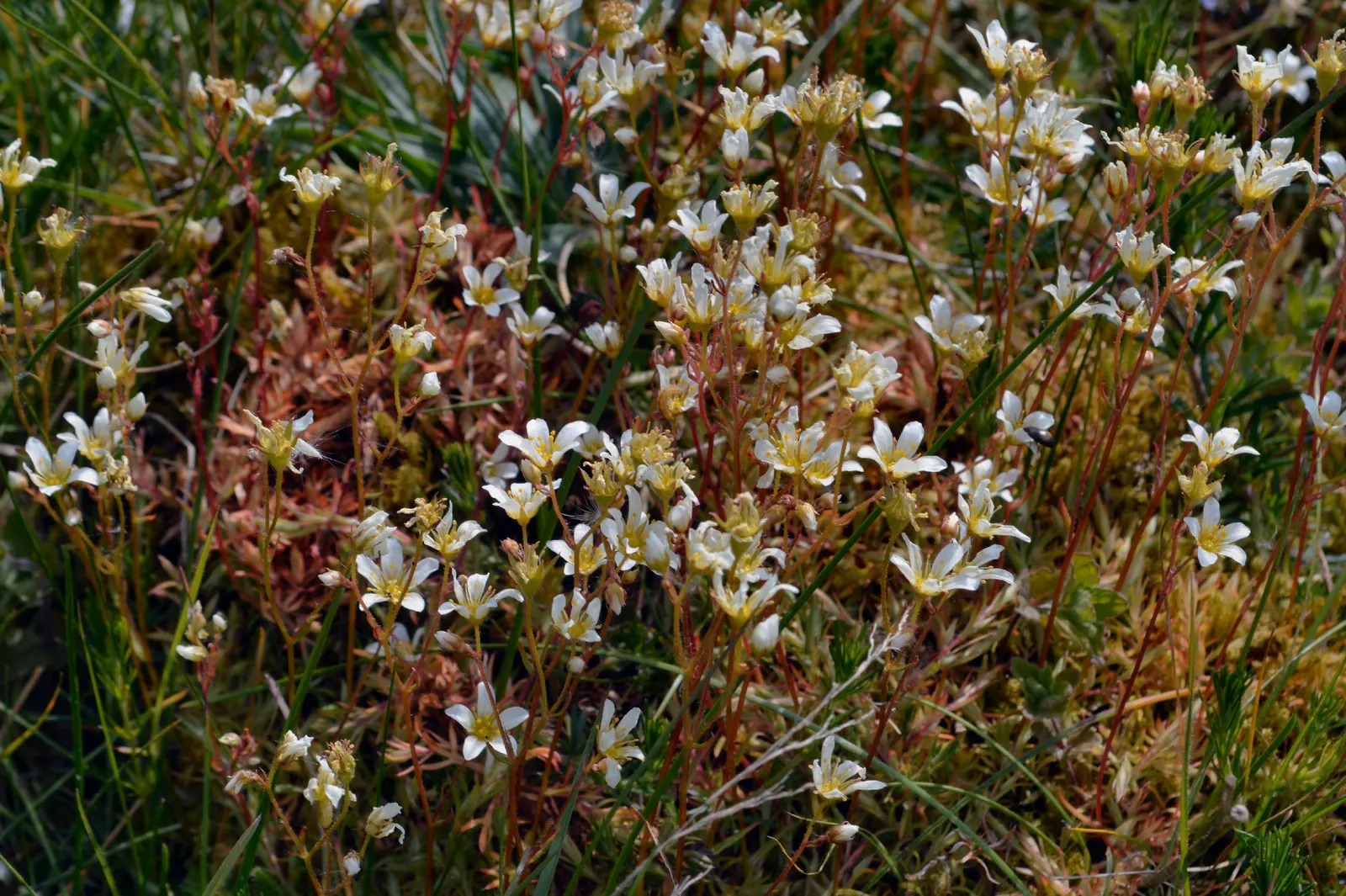 Rockfoil (Saxifraga X Arendsii) — Saxifraga x arendsii puts on a showy display of flowers; moist soil and partial shade to full sun