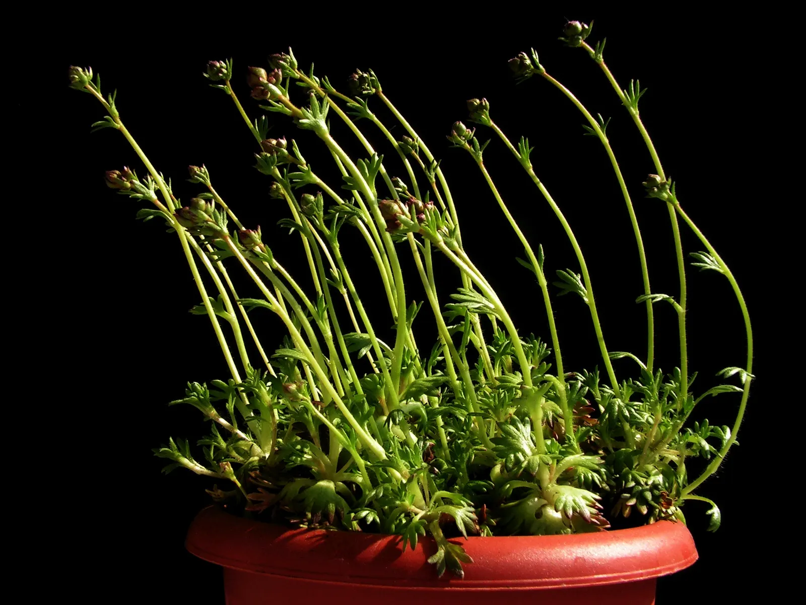 Rockfoil (Saxifraga X Arendsii) — moist soil and partial shade to full sun, image 151