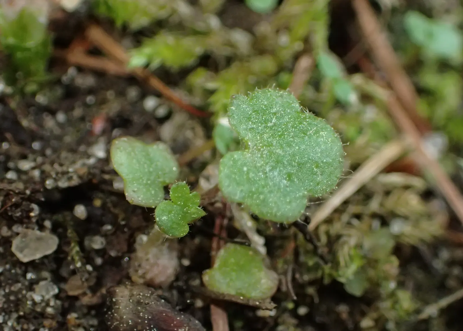 Rockfoil (Saxifraga X Arendsii) — Belonging to the Saxifragaceae family; the foliage of Saxifraga x arendsii is of particular interest, image 71