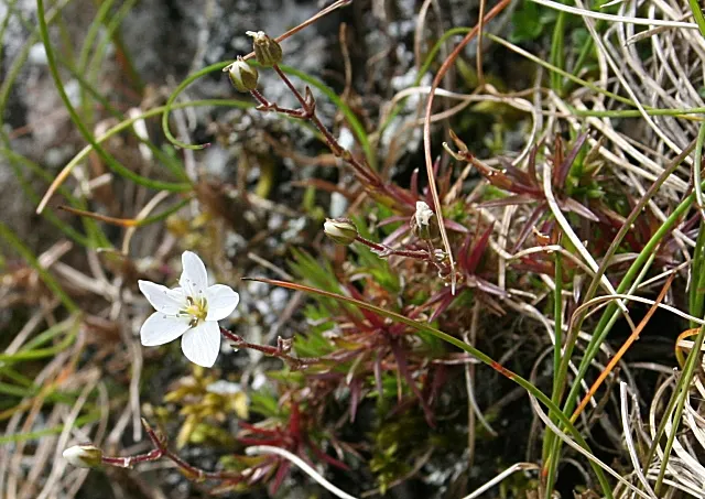 Rockfoil (Saxifraga X Arendsii) — star-shaped flowers in spring; the foliage of Saxifraga x arendsii is of particular interest, image 65