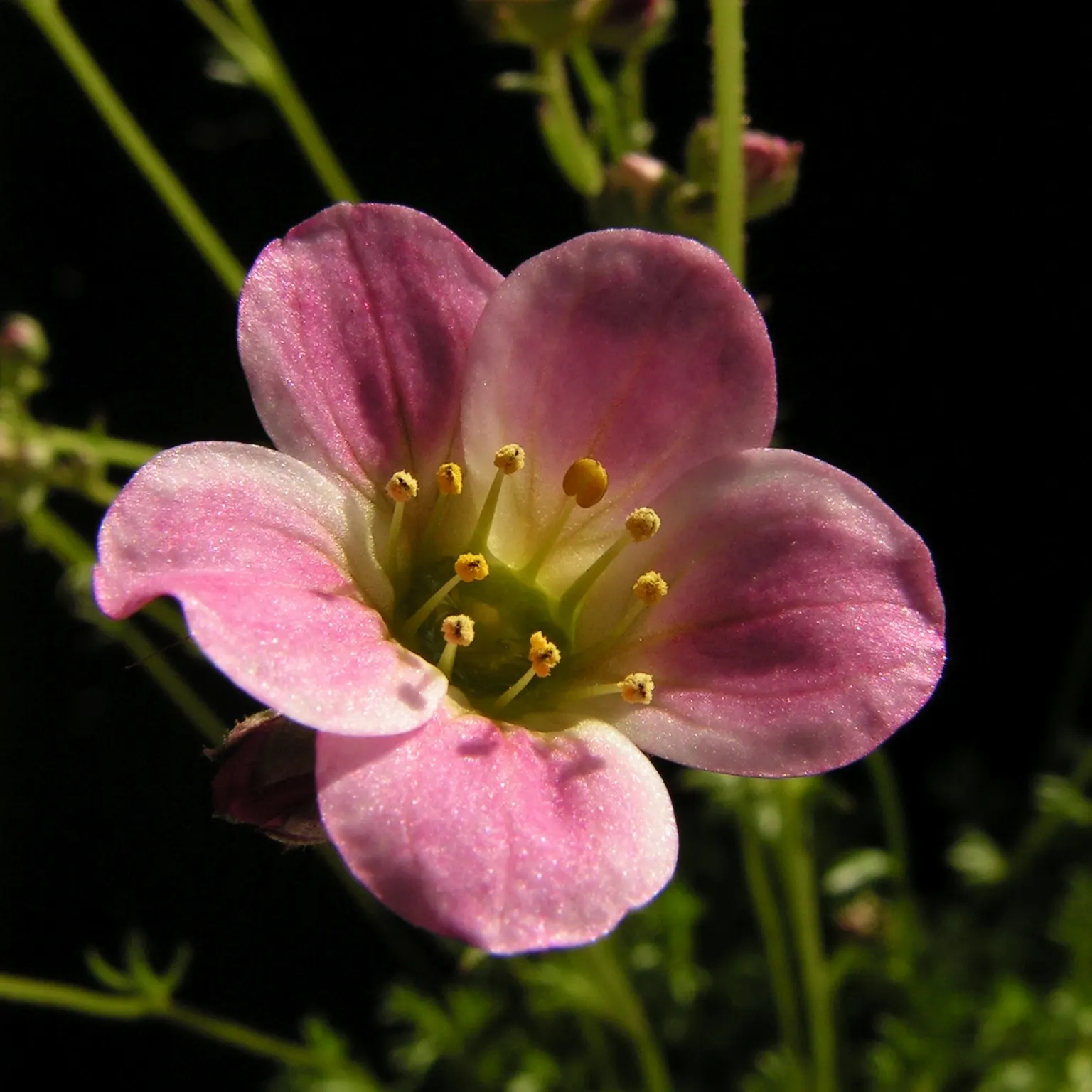 Rockfoil (Saxifraga X Arendsii) — this hardy plant thrives in USDA zones 4 through 8 and is an excellent choice for rock gardens; it prefers cooler, image 135