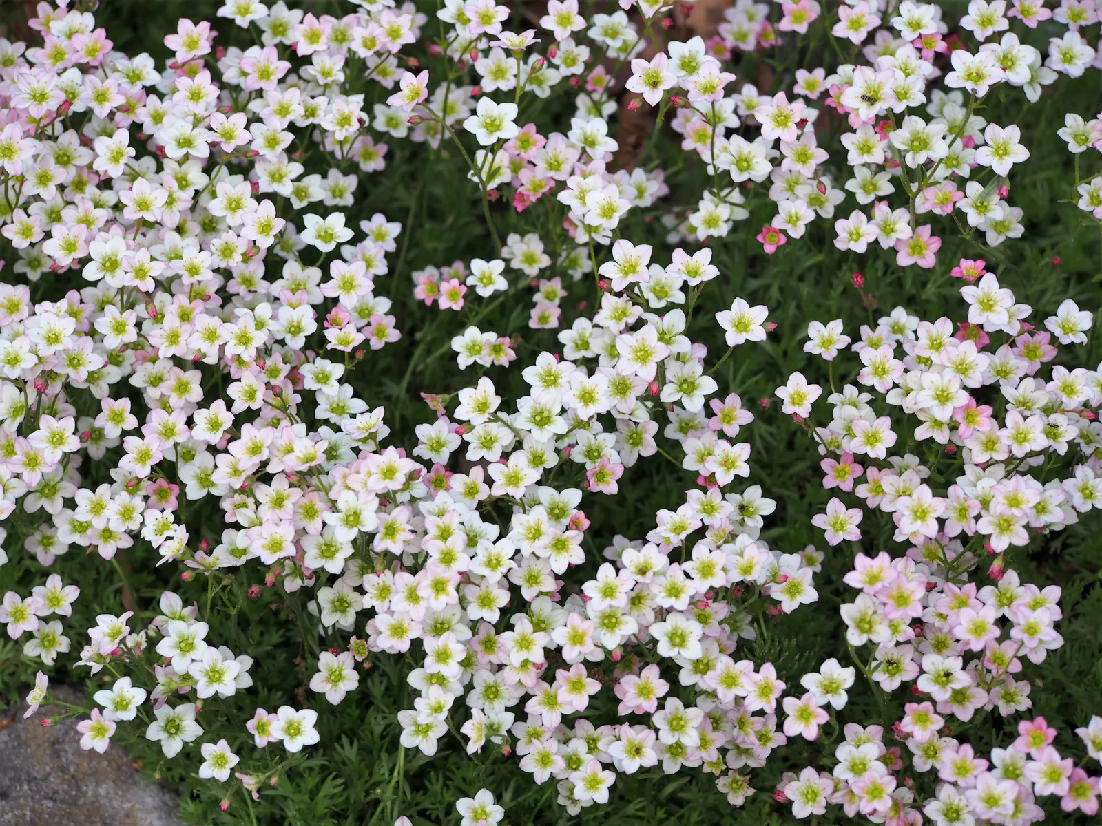 Rockfoil (Saxifraga X Arendsii) — With a preference for well-drained; it prefers cooler conditions and should be protected from the hot afternoon sun in warmer