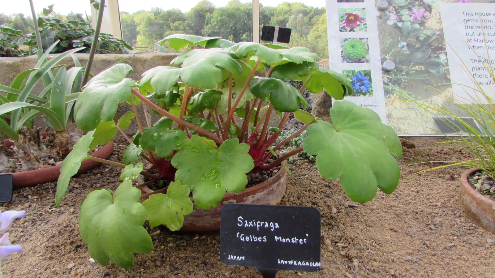 Rockfoil (Saxifraga X Arendsii) — Saxifraga x arendsii, commonly known as Rockfoil, is a resilient perennial ideal for rock gardens; moist soil and, image 169