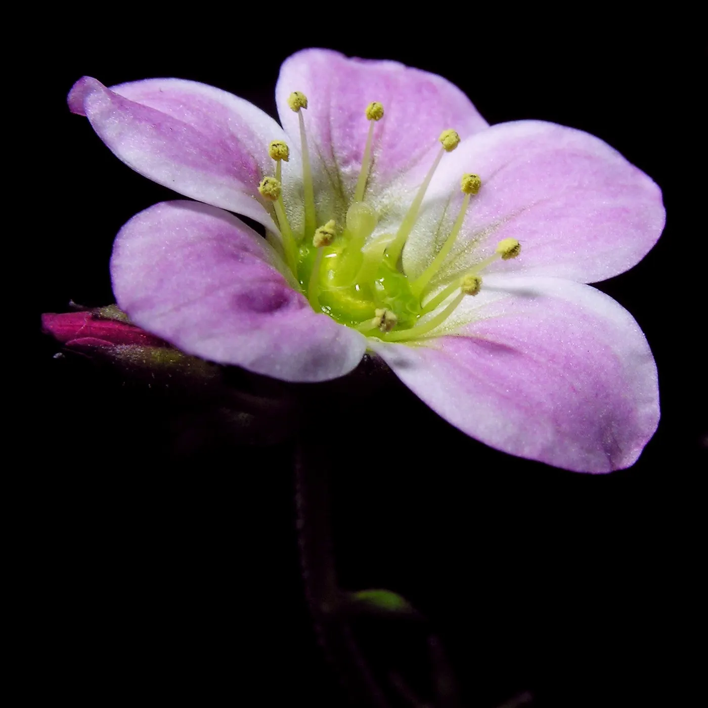 Rockfoil (Saxifraga X Arendsii) — ground cover / perennial for deep shade or shade; it prefers cooler conditions and should be protected from the, image 126