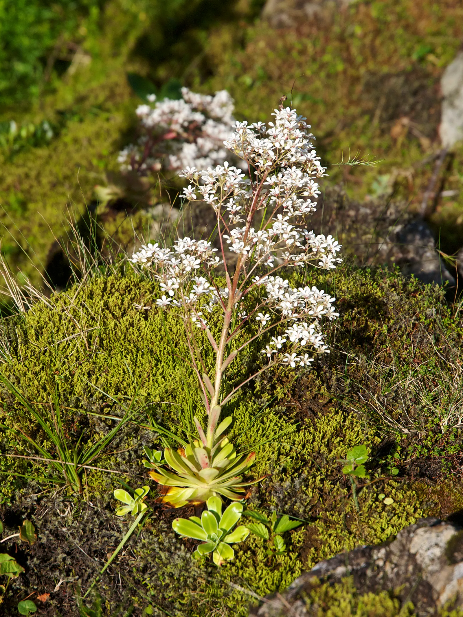 Rockfoil (Saxifraga X Arendsii) — ground cover / perennial for deep shade or shade