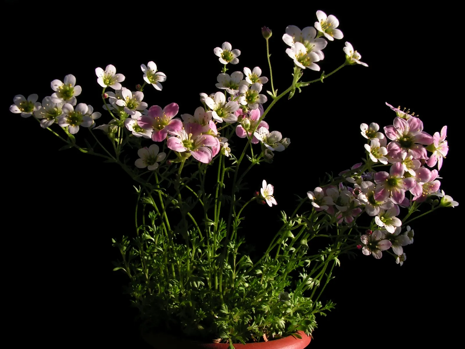 Rockfoil (Saxifraga X Arendsii) — ground cover / perennial for deep shade or shade; it prefers cooler conditions and should be protected from the, image 105