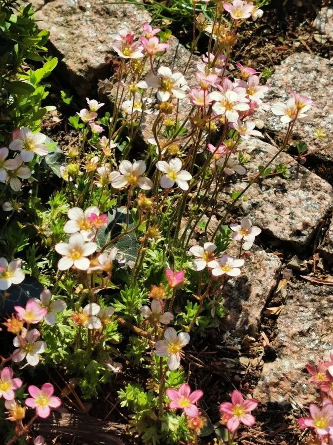Rockfoil (Saxifraga X Arendsii) — The foliage of Saxifraga x arendsii is of particular interest, image 137