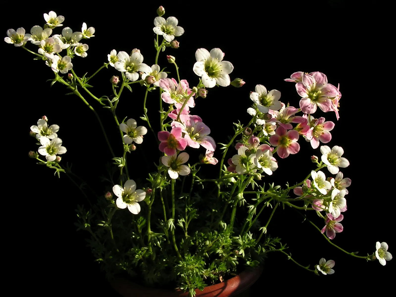 Rockfoil (Saxifraga X Arendsii) — making it a compact but impactful addition to the garden; moist soil and partial shade to full sun