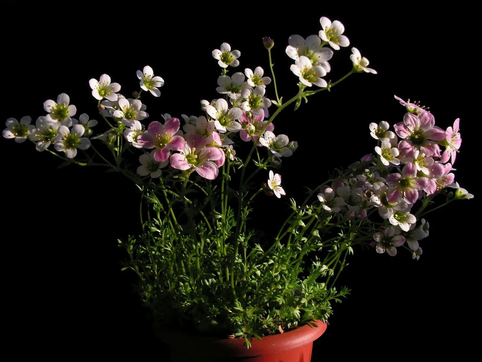 Rockfoil (Saxifraga X Arendsii) — The foliage of Saxifraga x arendsii is of particular interest, image 53