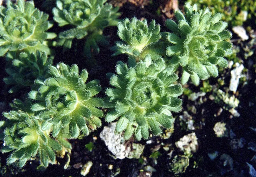 Rockfoil (Saxifraga X Arendsii) — white flowers in the garden; moist soil and partial shade to full sun, image 61