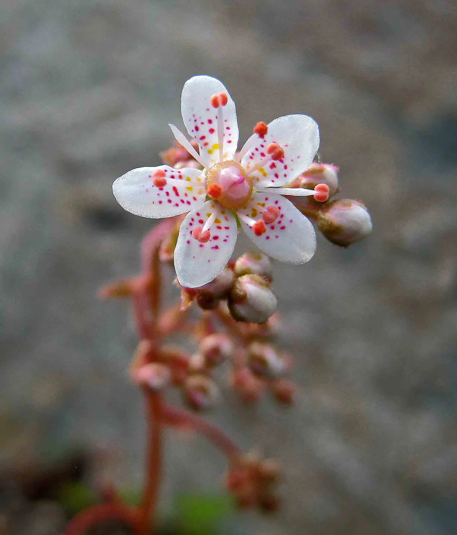 Rockfoil (Saxifraga X Arendsii) — Belonging to the Saxifragaceae family
