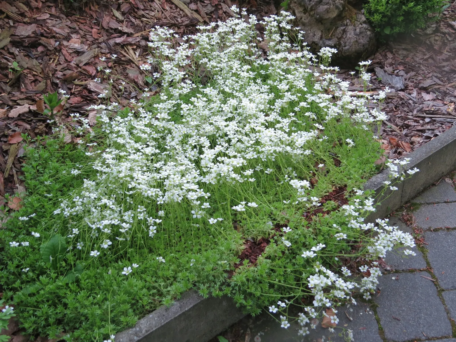 Rockfoil (Saxifraga X Arendsii) — Belonging to the Saxifragaceae family; the foliage of Saxifraga x arendsii is of particular interest, image 134