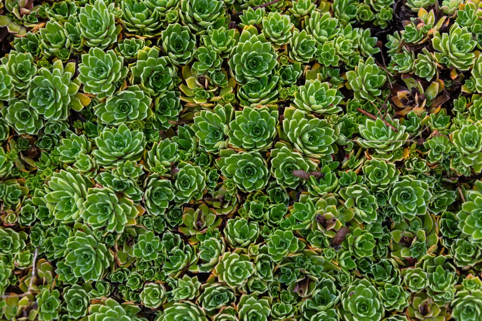 Rockfoil (Saxifraga X Arendsii) — rounded leaves that form a dense; it prefers cooler conditions and should be protected from the hot afternoon sun, image 138