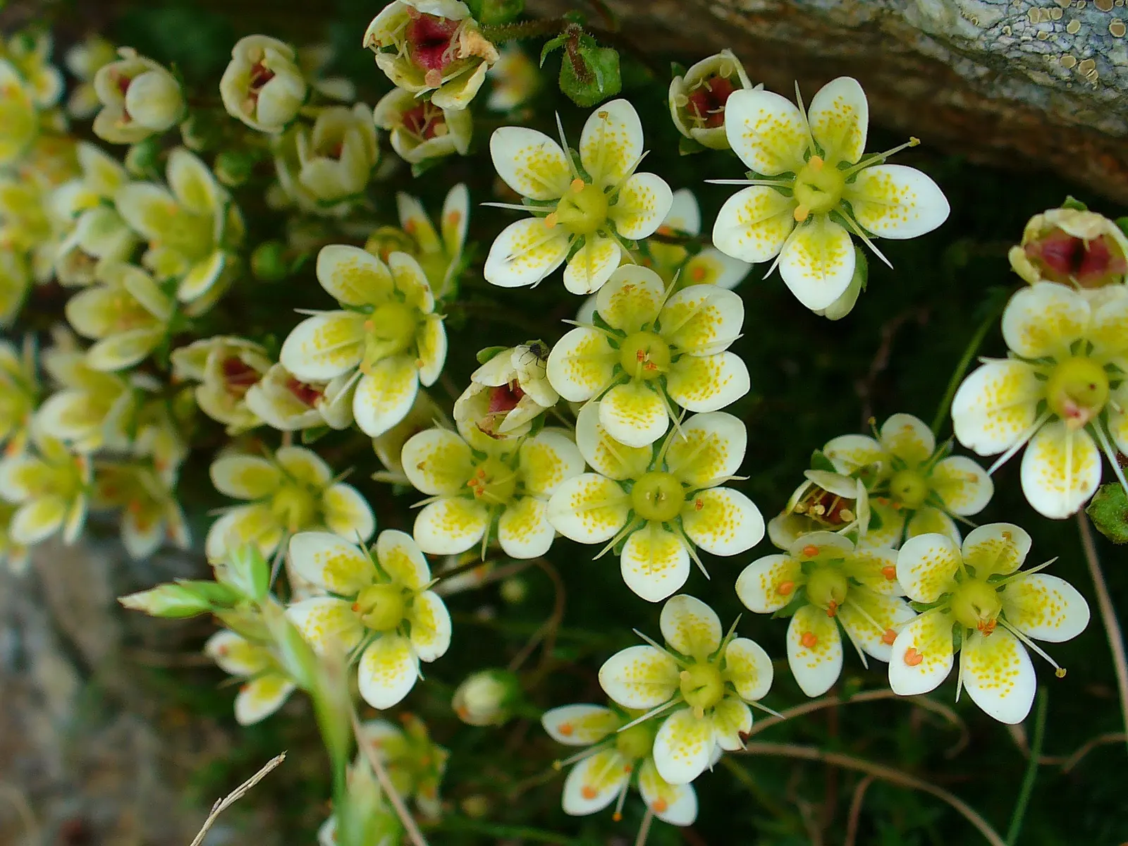 Rockfoil (Saxifraga X Arendsii) — ground cover / perennial with white blooms; the foliage of Saxifraga x arendsii is of particular interest, image 104