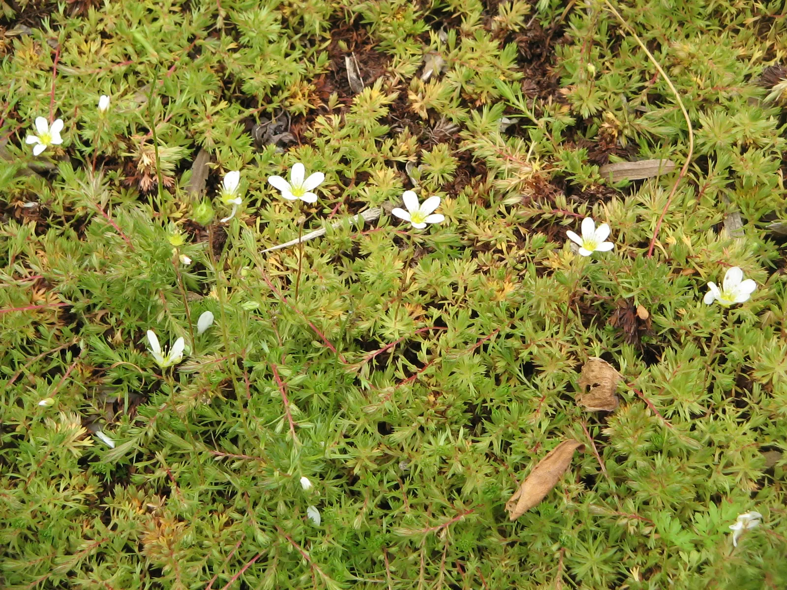 Rockfoil (Saxifraga X Arendsii) — Rockfoil forms lush mounds of vibrant green foliage; the foliage of Saxifraga x arendsii is of particular interest, image 152