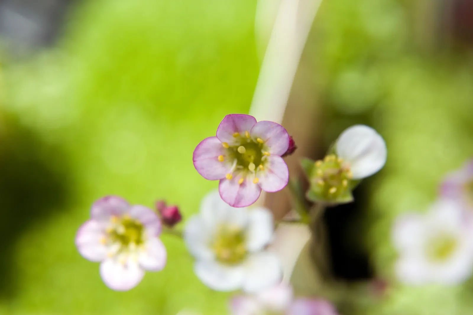 Rockfoil (Saxifraga X Arendsii) — offering a charming ground cover that is both hardy and low maintenance; it prefers cooler conditions and should, image 153