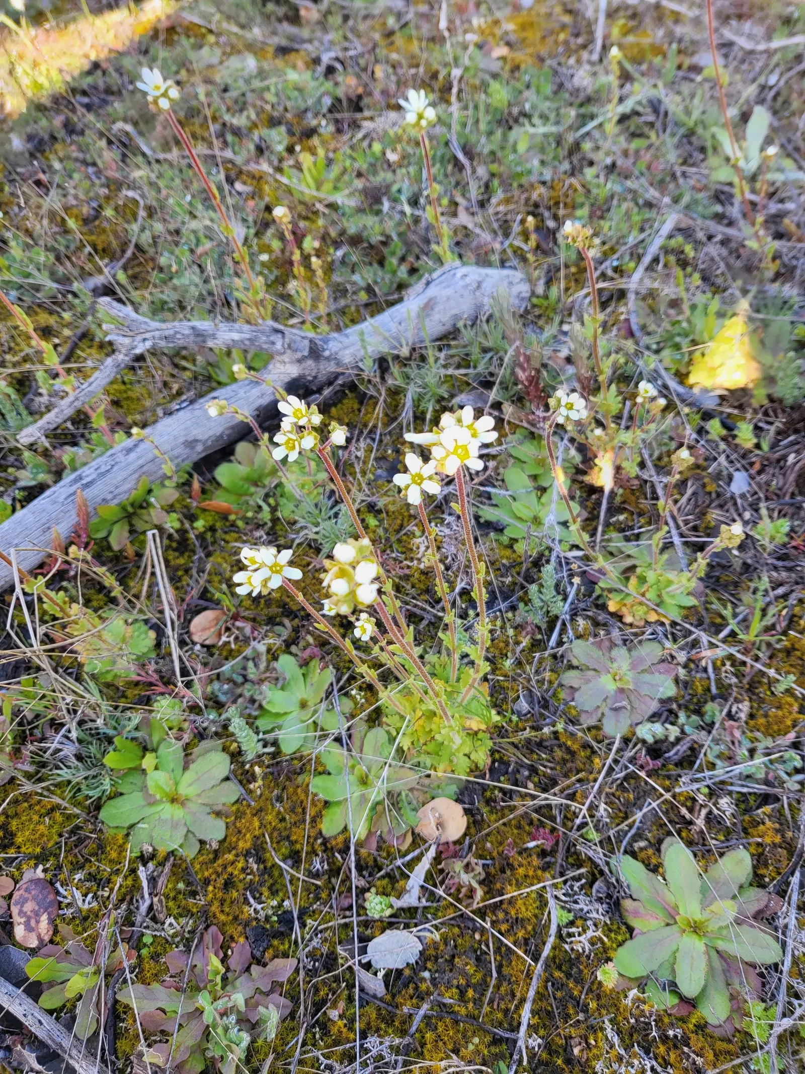 Rockfoil (Saxifraga X Arendsii) — and occasionally feature subtle spotting or streaks; moist soil and partial shade to full sun