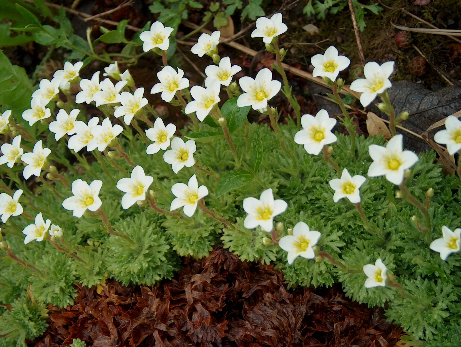 Rockfoil (Saxifraga X Arendsii) — this hardy plant thrives in USDA zones 4 through 8 and is an excellent choice for rock gardens