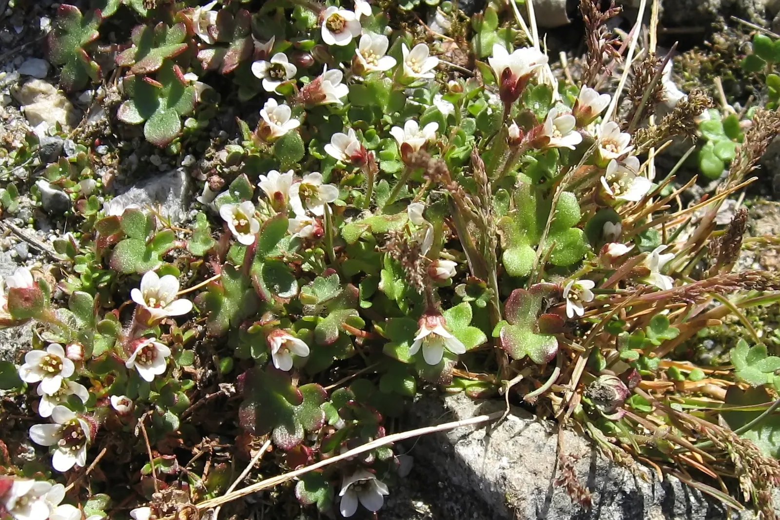 Rockfoil (Saxifraga X Arendsii) — and occasionally feature subtle spotting or streaks; moist soil and partial shade to full sun, image 142