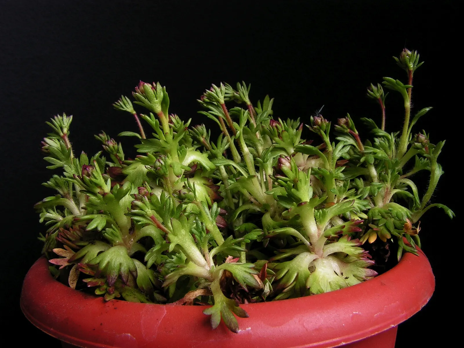 Rockfoil (Saxifraga X Arendsii) — white flowers in the garden; moist soil and partial shade to full sun, image 82