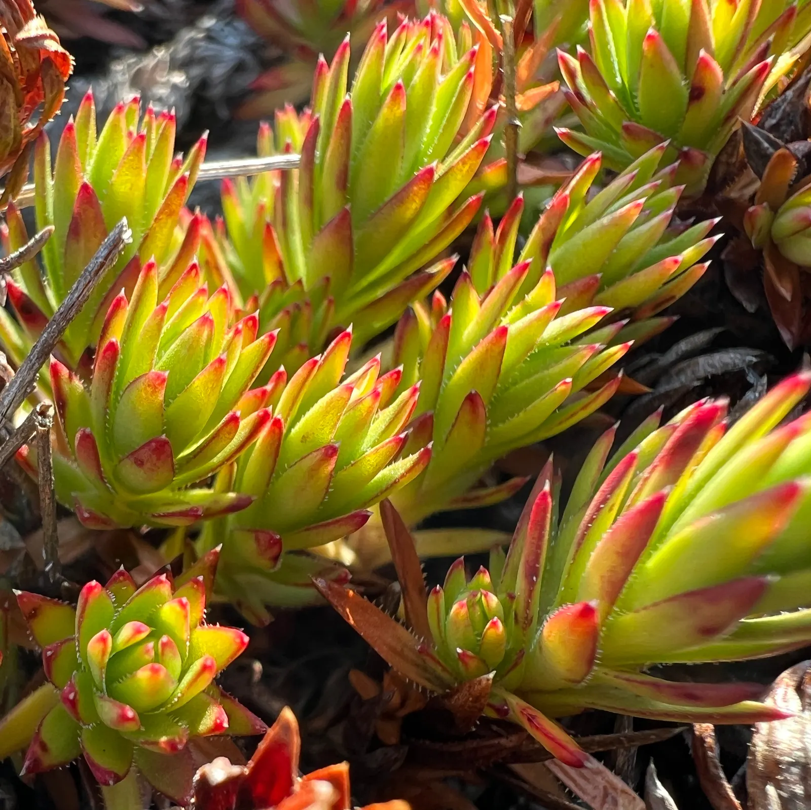 Rockfoil (Saxifraga X Arendsii) — Saxifraga x arendsii puts on a showy display of flowers; moist soil and partial shade to full sun, image 160