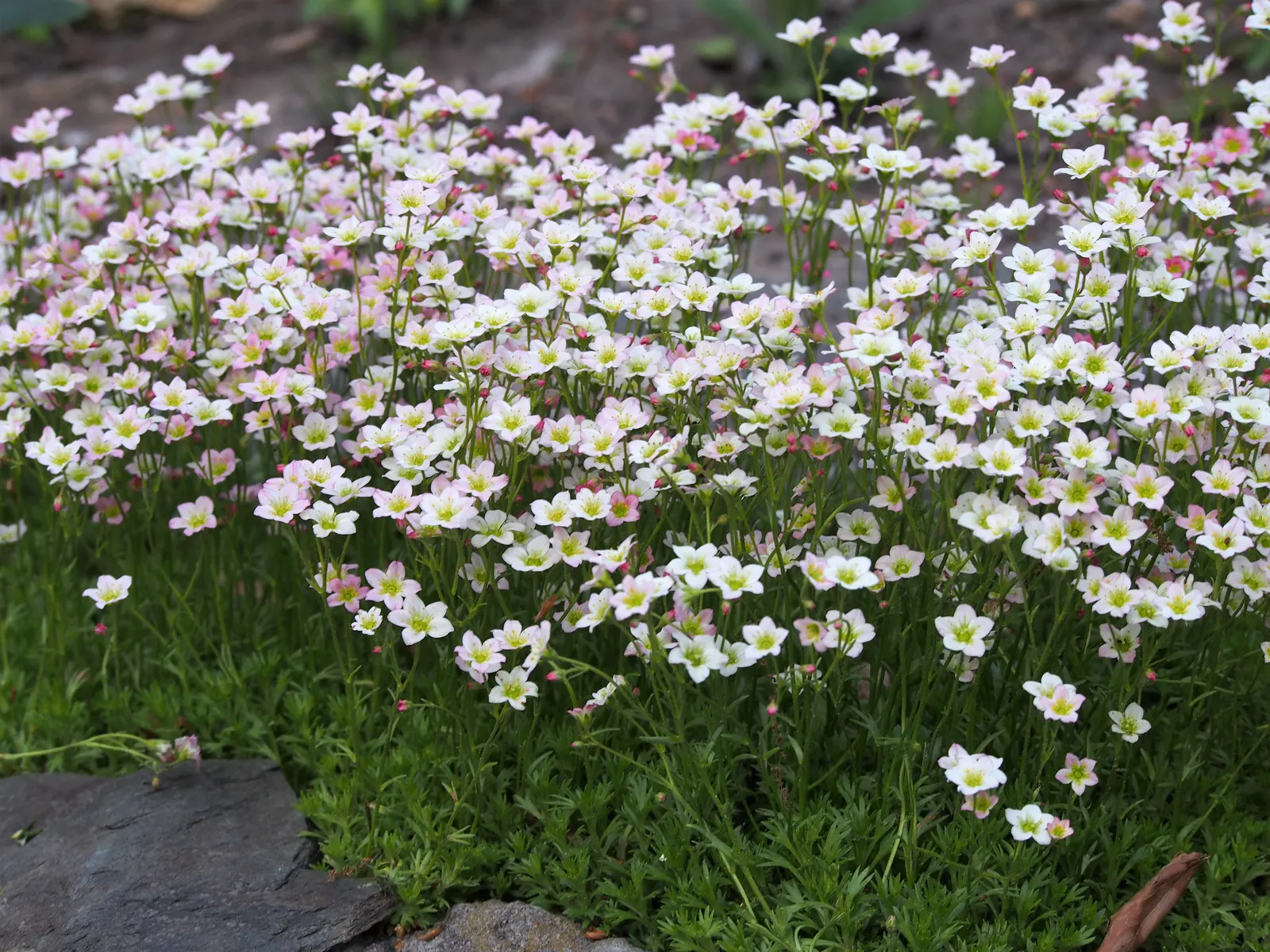 Rockfoil (Saxifraga X Arendsii) — moist soil and partial shade to full sun, image 46